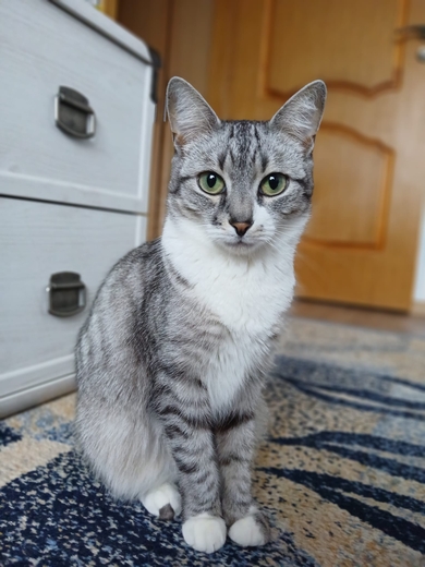 Пропала домашняя кошка