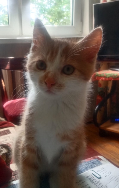 Пропал кот, 1 годик, рыжий