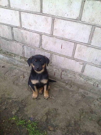 Щенки