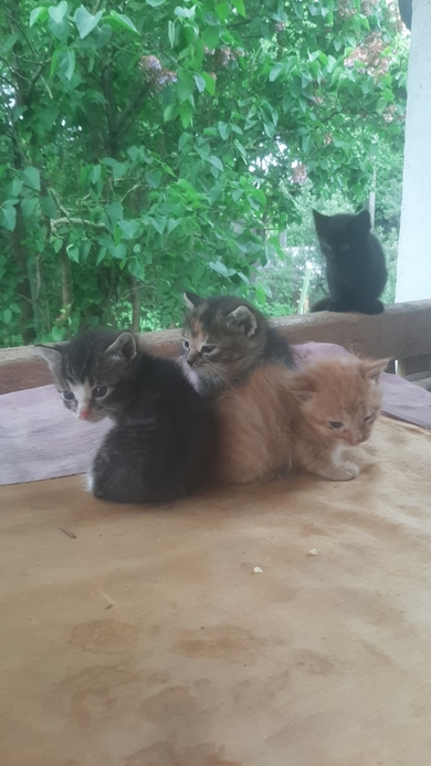 Котята ищут дом