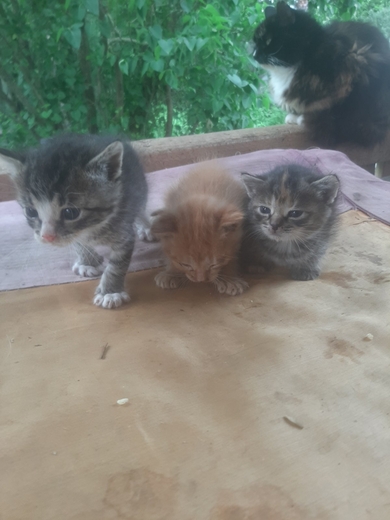 Котята ищут дом, фото 2