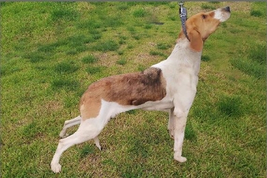 Потерялась сука пегая 