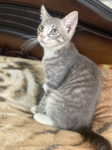Ищу дом для котика!, фото 3