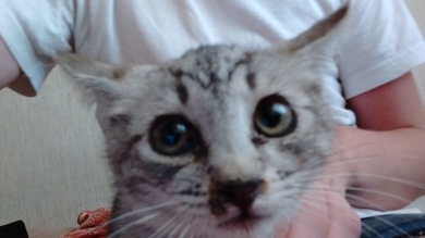 Кошечка