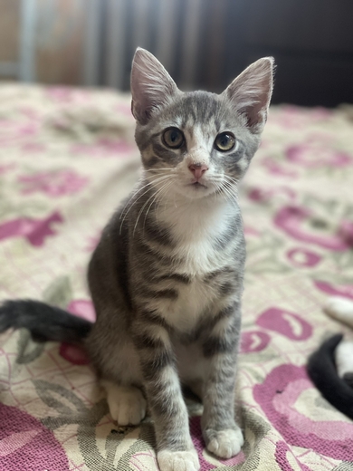Ищу дом для котика!