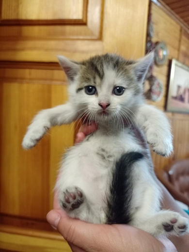 Котята ищут добрые руки , фото 2