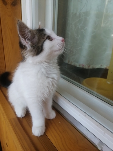 Красивый котенок ищет семью, фото 3