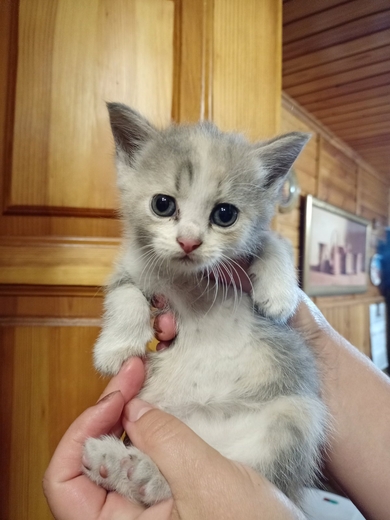 Котята ищут добрые руки 