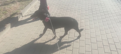 Пропала собака Пропала собака