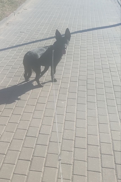 Пропала собака, фото 2 Пропала собака, фото 2