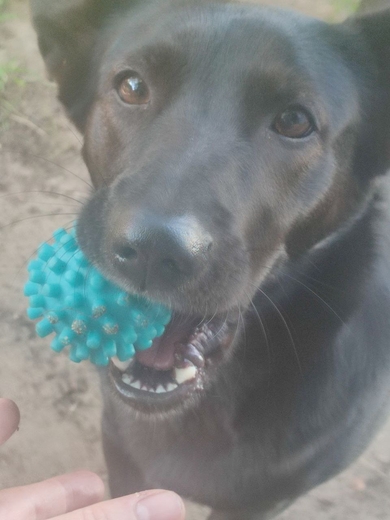 Пропала собака, фото 3 Пропала собака, фото 3