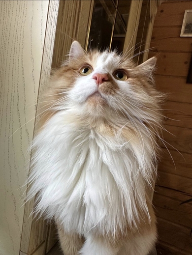 ПОТЕРЯЛСЯ КОТ ЖАН