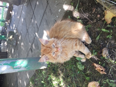 Найден рыжий котик, фото 2