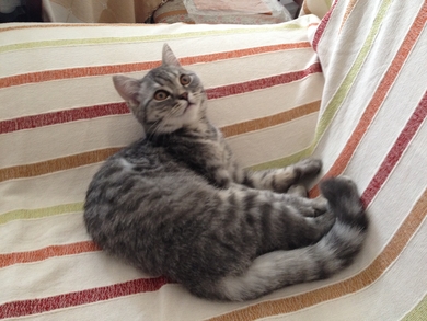 Найден котенок, фото 2
