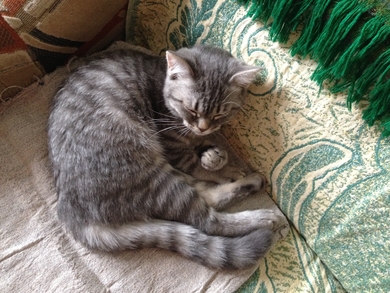 Найден котенок