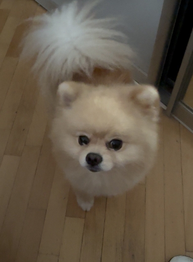 Пропал шпиц