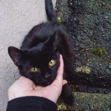 Котик ищет семью, фото 2
