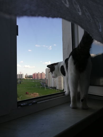 Отдам в ДАР кота Мерлина!, фото 2