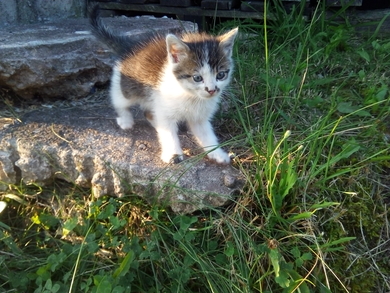 Котенок в дар. Мальчик. 1 месяц.