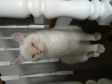 Пропал белый кот, фото 1