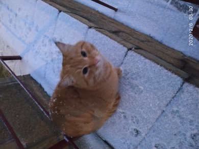 Рыжий кот на Скрипникова, фото 2