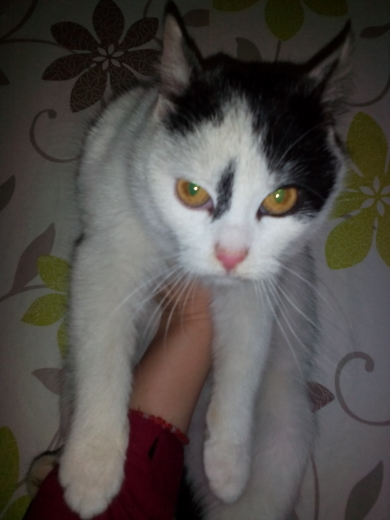 Котенок-кошечка 4 месяца ждет свою семью! 