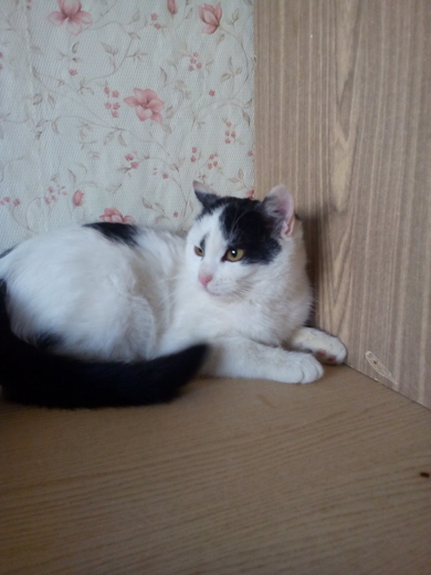 Котенок-кошечка 4 месяца ждет свою семью! , фото 2