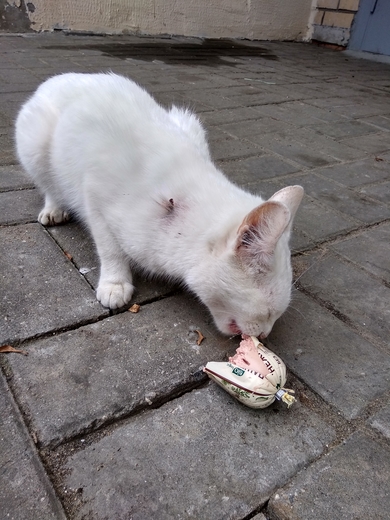 найден белый кот, фото 2