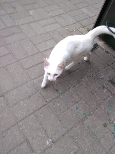 найден белый кот