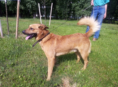 Собака(мальчик), м-н Серебрянка, Минск, 27.06, фото 1