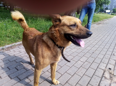 Собака(мальчик), м-н Серебрянка, Минск, 27.06, фото 4