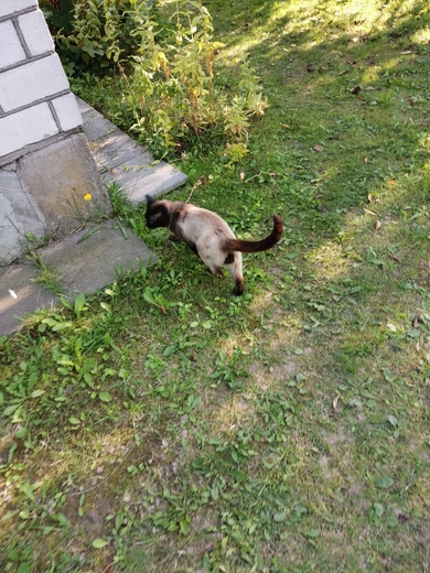 Ищет дом котик