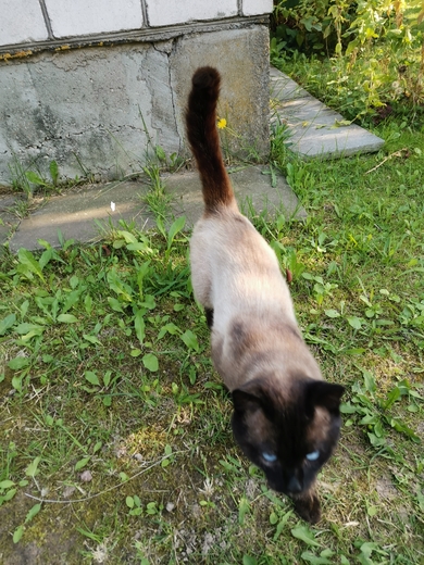 Ищет дом котик, фото 2