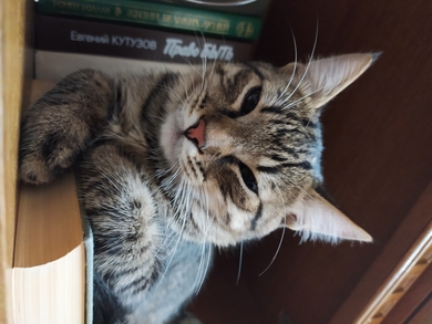 Котик Арчи 