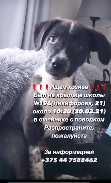 Серый щенок ищем хозяев