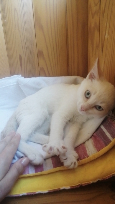Шикарный голубоглазый котёнок ищет семью, фото 3