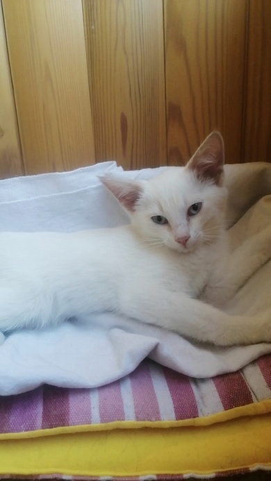 Красивый  редпоинт окраса котенок ищет семью, фото 3