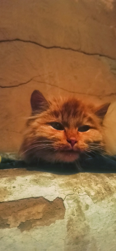 Милый рыжик, фото 4