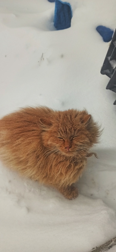 Милый рыжик, фото 3