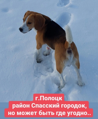Пропала собака Бигль. Полоцк/Новополоцк, фото 3