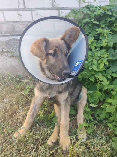 Найден щенок помесь овчарки 