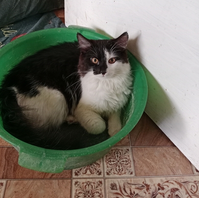 Потерялся котенок 