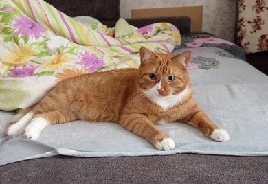 Потерялся кот.