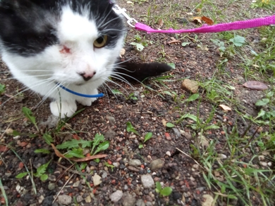 Анатолий ищет дом.