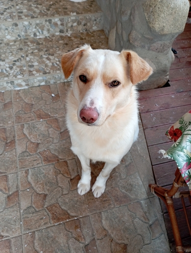 Потерялась собака