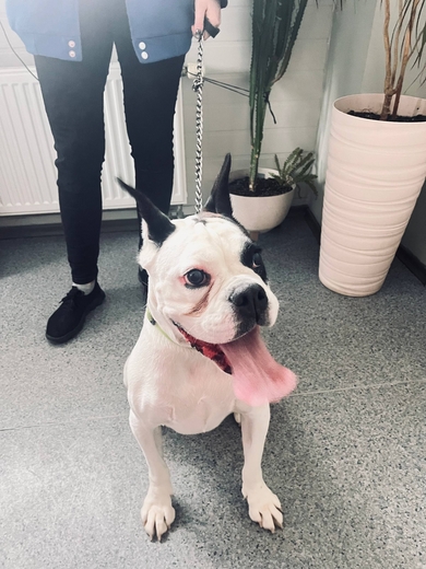 Найдена собака