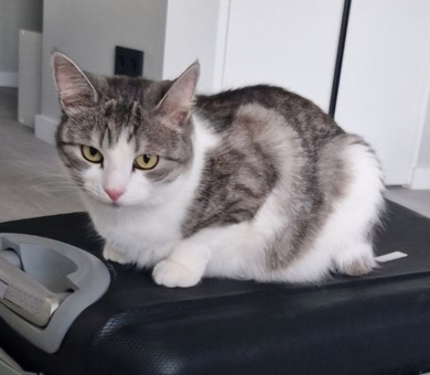 Потерялась кошка Плюша!