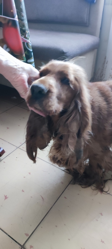 Найден спаниель, девочка.