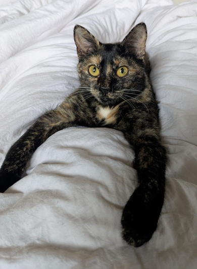 Пропала кошка Фаниполь