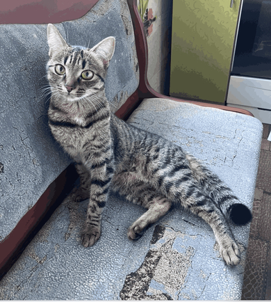 Потерялась кошка